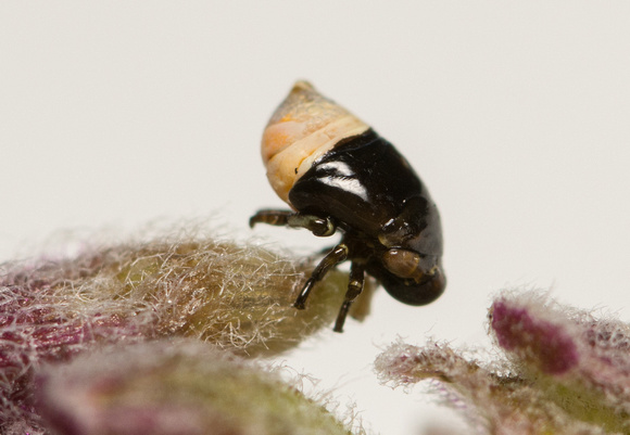 Spittle Bug - Clastoptera juniperina (nymph)