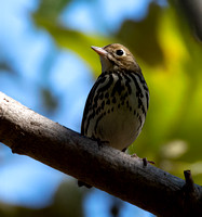 Ovenbird - Seiurus aurocapilla