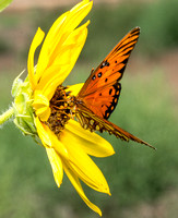 Gulf fritillary - Agraulis vanillae