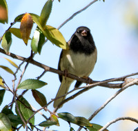 Dark-eyed Junco - Junco hyemalis