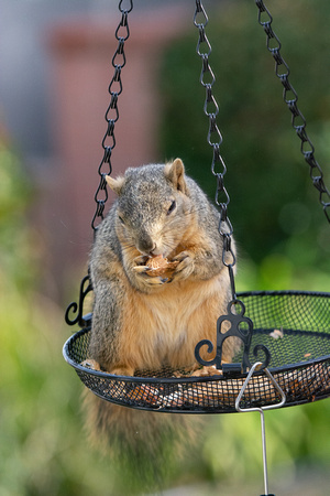 Eastern fox squirrel  - Sciurus niger
