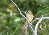 Pacific-slope Flycatcher - Empidonx difficilis