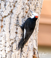 White-headed Woodpecker - Dryobates albolarvatus