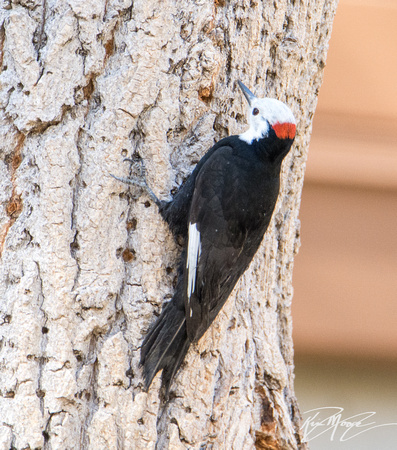 White-headed Woodpecker - Dryobates albolarvatus
