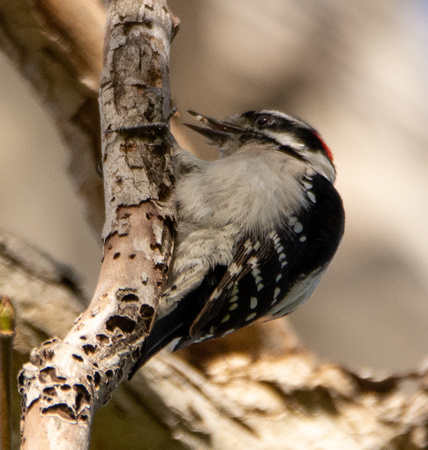 Downy Woodpecker - Dryobates pubescens