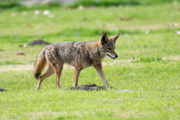 Coyote - Canis latrans