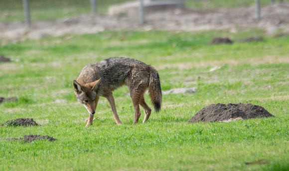 Coyote - Canis latrans