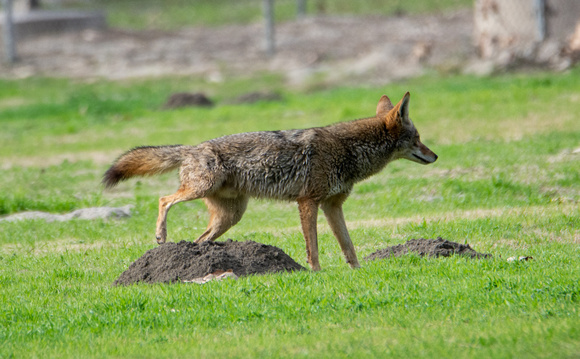 Coyote - Canis latrans