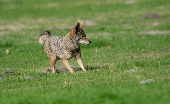 Coyote - Canis latrans