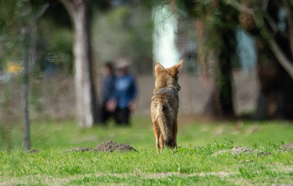 Coyote - Canis latrans