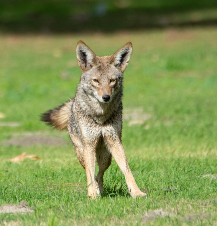 Coyote - Canis latrans