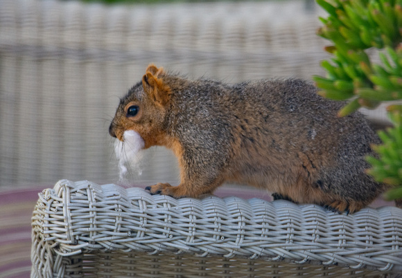 Eastern fox squirrel  - Sciurus niger