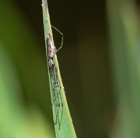 Long-jawed orb weaver - Tetragnatha versicolor