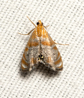 Crambid moth - Dicymolomia opuntialis