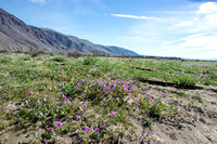Desert Wildflowers in Coyote Canyon