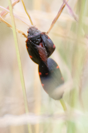 Froghopper - Prosapia sp.