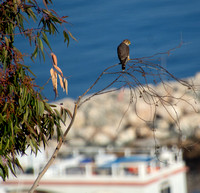 Merlin - Falco columbarius