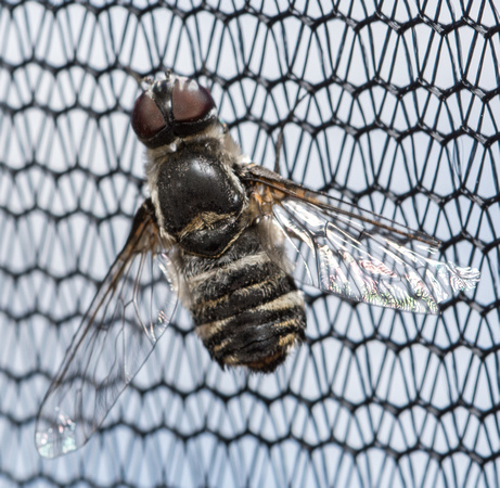 Bee fly - Villa sp