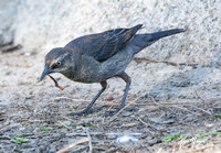 Rusty Blackbird - Euphagus carolinus