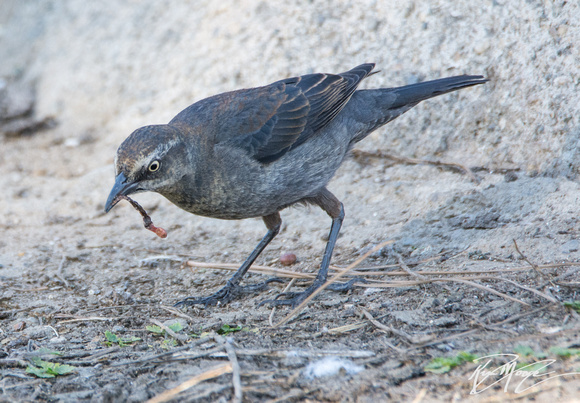 Rusty Blackbird - Euphagus carolinus
