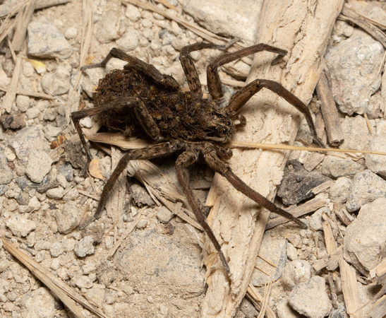 Wolf spider - Schizocosa mccooki