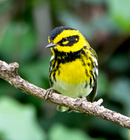 Townsend's Warbler - Setophaga townsendi