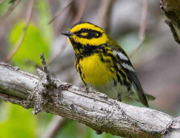Townsend's Warbler - Setophaga townsendi