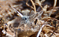 White checkered-skipper - Pyrgus albescens