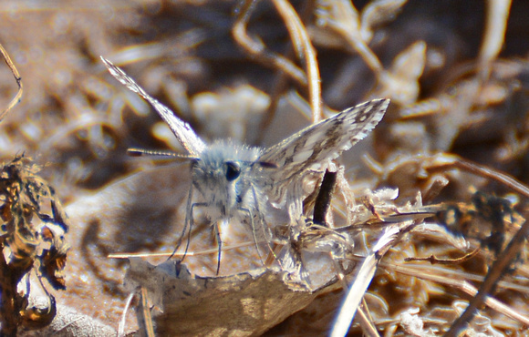 White checkered-skipper - Pyrgus albescens