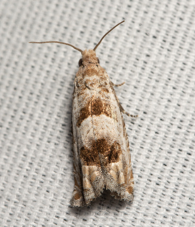 Tortricid leafroller moth - Unidentified sp.