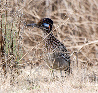 Greater Roadrunner - Geococcyx californianus