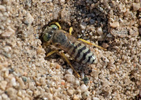 Sand wasp 1 - Bembix americana (comata)