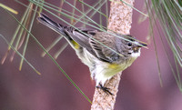 Yellow-rumped Warbler - Setophaga coronata