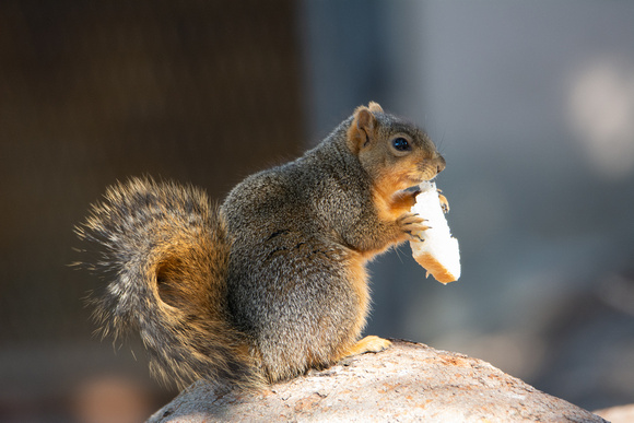 Eastern fox squirrel  - Sciurus niger