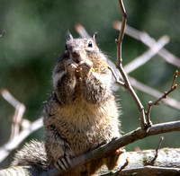 California ground squirrel - Otospermophilus beecheyi