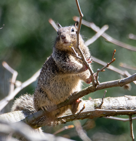 California ground squirrel - Otospermophilus beecheyi