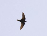 Purple Martin - Progne subis