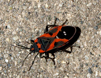 Small milkweed bug - Lygaeus kalmii