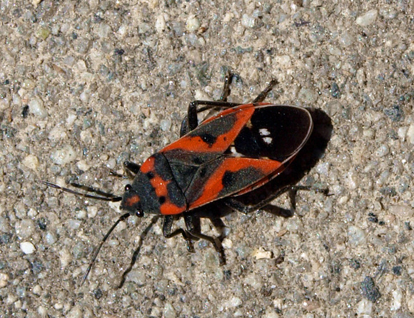 Small milkweed bug - Lygaeus kalmii