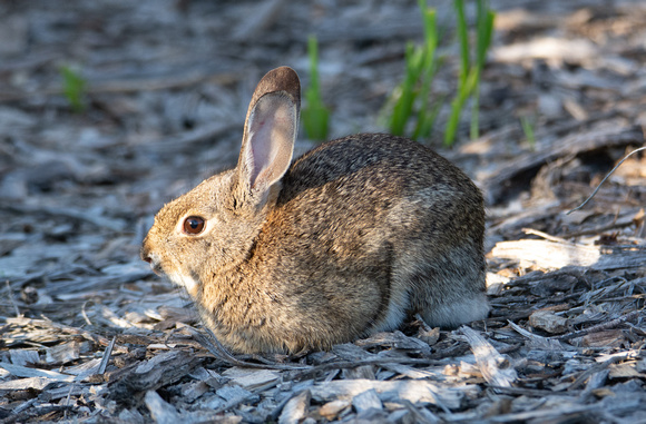 Desert cottontail  - Sylvilagus audubonnii