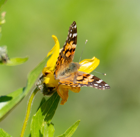 Painted lady - Vanessa cardui