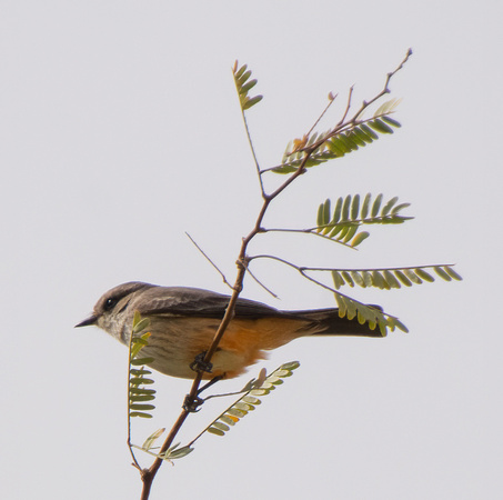 Vermilion Flycatcher - Pyrocephalus rubinus