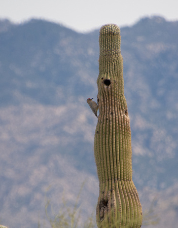 Gila Woodpecker - Melanerpes uropygialis
