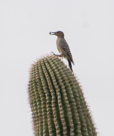 Gila Woodpecker - Melanerpes uropygialis