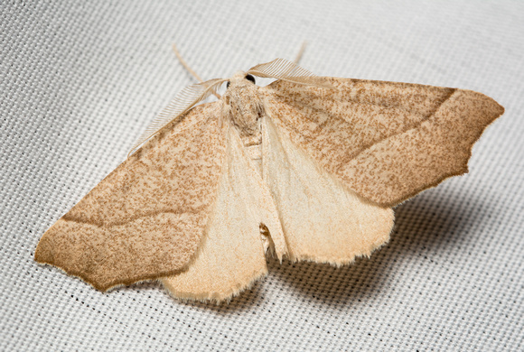 Geometer moth - Pherne sp
