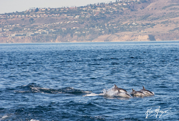 Long-beaked common dolphin - Delphinus capensis