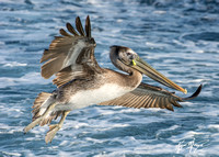 Brown Pelican - Pelecanus occidentalis