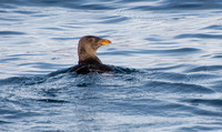 Rhinoceros Auklet - Cerorhinca monocerata