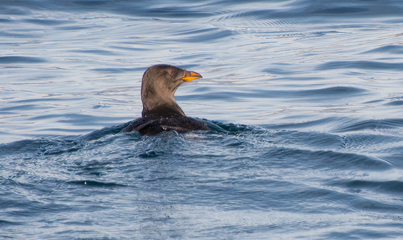 Rhinoceros Auklet - Cerorhinca monocerata