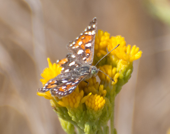 Behr's metalmark - Apodemia virgulti